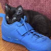 adopt a pet
