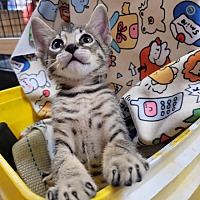adopt a pet