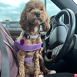 Nala Cockapoo St. Louis Park, MN - Cockapoo. Meet Nala a Pet for Adoption - AdoptaPet.com