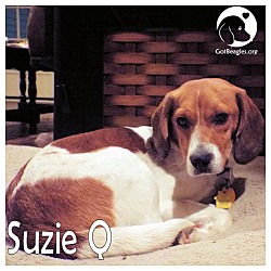 Thumbnail photo of Suzie Q #1