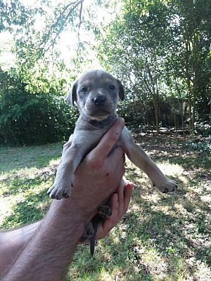 Anderson, SC - Labrador Retriever. Meet Little Coyote a Pet for ...