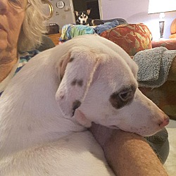 Thumbnail photo of 40 pound lap dog adopt/foster #2