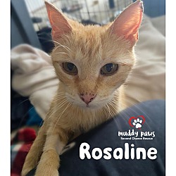 Photo of Rosaline