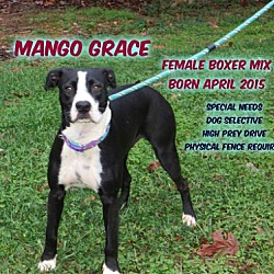 Thumbnail photo of Mango Grace #1