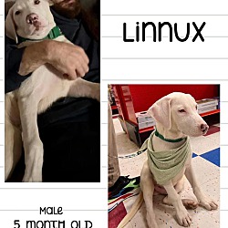 Photo of Linux