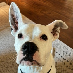 Photo of Gracie
