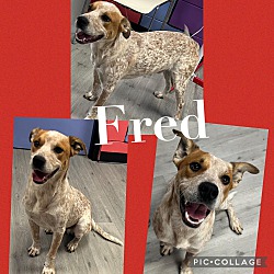 Thumbnail photo of Fred/URGENT #3