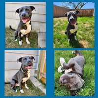 adopt a pet