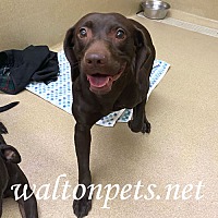 adopt a pet