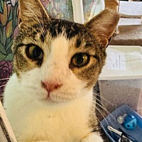 adopt a pet