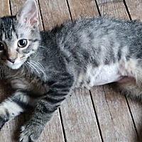 adopt-pet