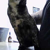 adopt a pet
