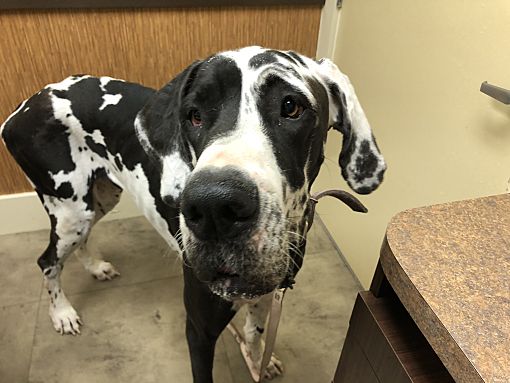 Oreo store great dane