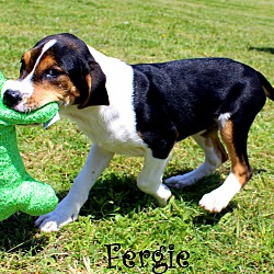Thumbnail photo of Fergie~adopted! #3