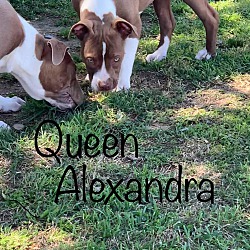 Thumbnail photo of Queen Alexandria #3