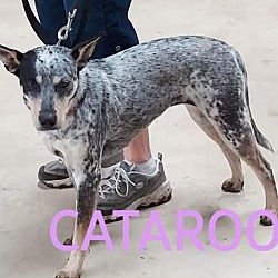Photo of Cataroo
