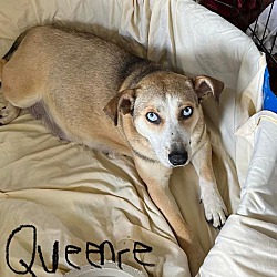 Photo of Queenie