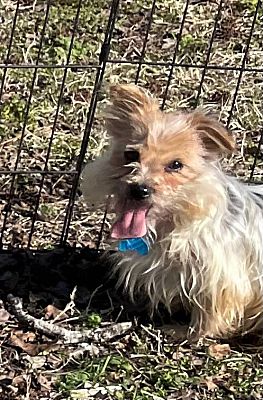 Harrisburg, PA - Yorkie, Yorkshire Terrier. Meet Susie a Pet for ...