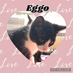 Photo of Eggo