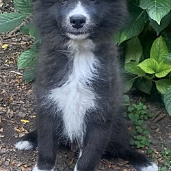 Photo of Fluffy Pomsky