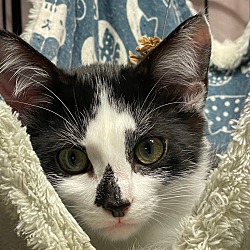 Photo of Patch