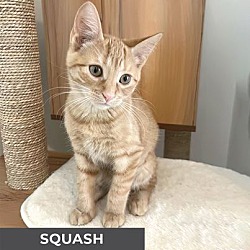 Thumbnail photo of Squash #1