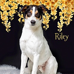 Photo of Riley