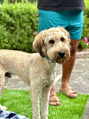 New York, NY - Goldendoodle/Labradoodle. Meet Eros a Pet for Adoption ...