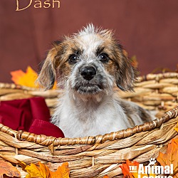 Thumbnail photo of Dash #3