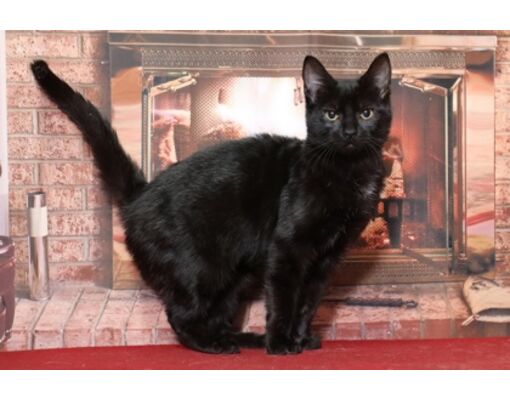 Plymouth Meeting, PA - Domestic Shorthair. Meet Elphaba a Pet for ...