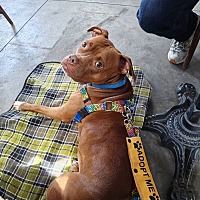 adopt a pet