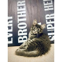 adopt-pet