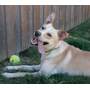 APOLLO - Mixed Breed (Medium) available for adoption