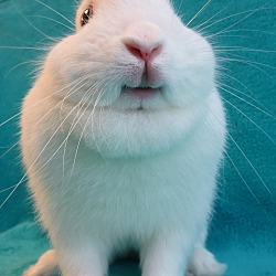 Thumbnail photo of Smiley Bunny #1