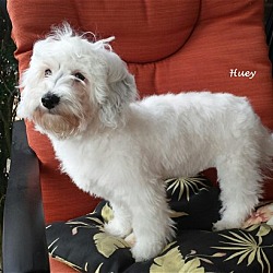 Photo of Huey*Adopted