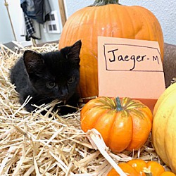 Photo of Jaeger