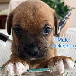 Photo of Huckleberry