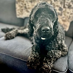 Photo of Cookie the Doodle