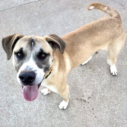 The Colony, Tx - Anatolian Shepherd Black Mouth Cur. Meet Bucee A Pet 