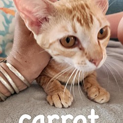 Thumbnail photo of Carrot #2