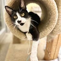 adopt a pet