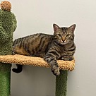 Adopt A Pet :: Chip - Locust Grove, GA