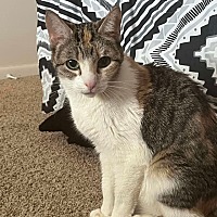 adopt-pet