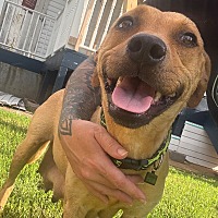 adopt a pet