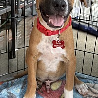adopt a pet