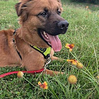 adopt a pet
