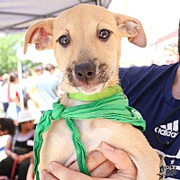 adopt a pet