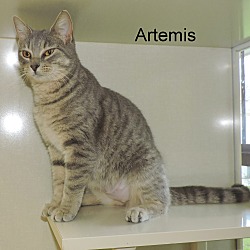 Thumbnail photo of Artemis #4