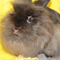 Thumbnail photo of Bunny Fufu #1