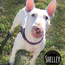 Thumbnail photo of Shelley #1